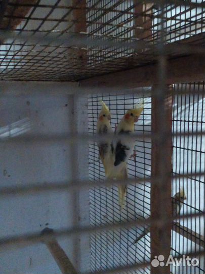 Попугаи корелла, какарики