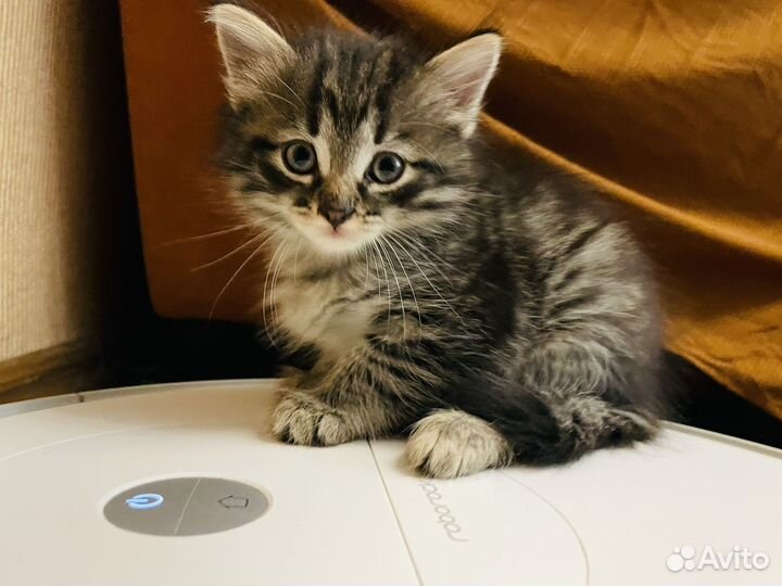 Котики