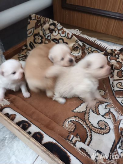 Померанский шпиц