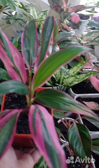 Кротон, диффенбахии, папоротник, адениум, алоэВера