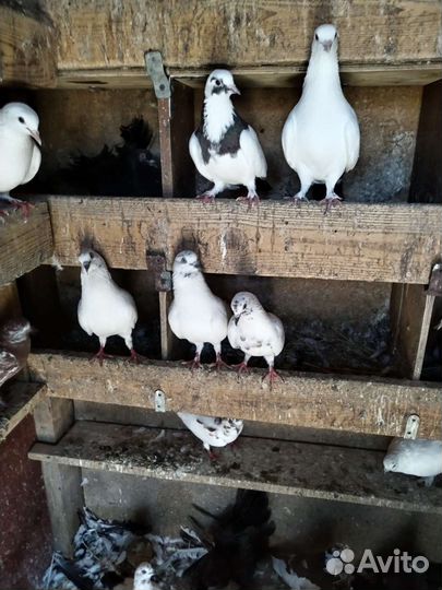Голуби