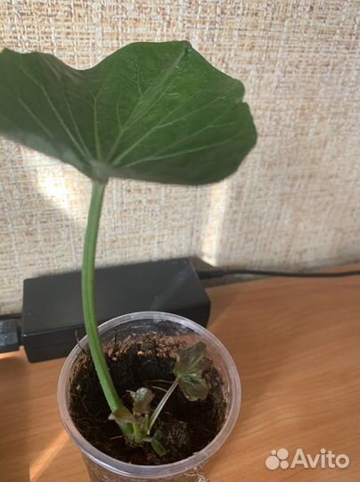 Черенок батата