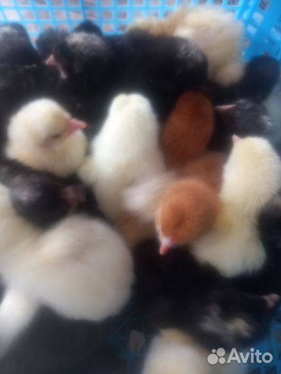 Цыплята