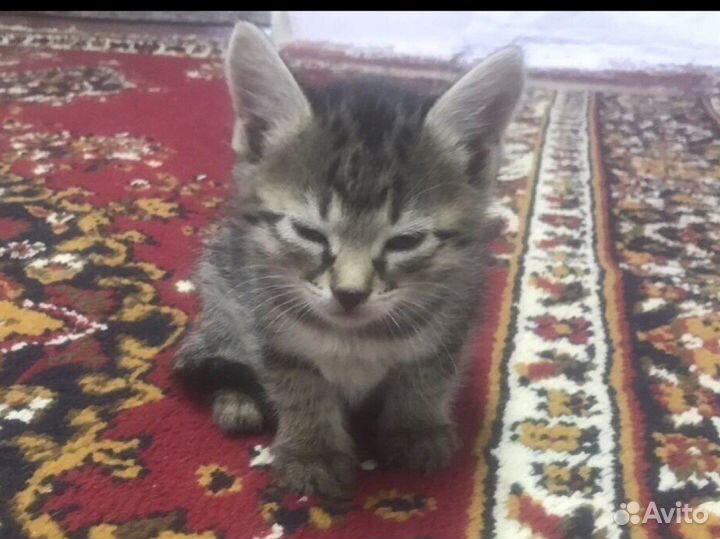 Кошка в дар бесплатно