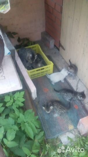 Котята в добрые руки