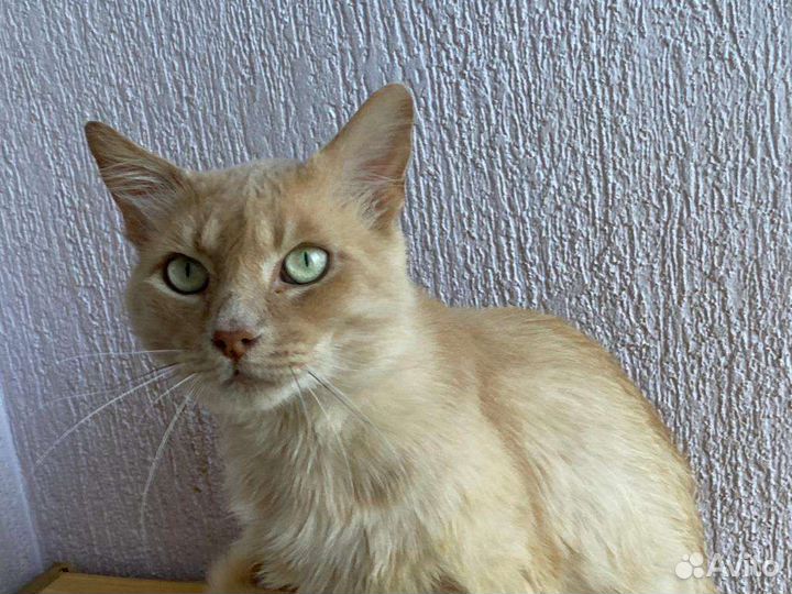 Котикбесплатно