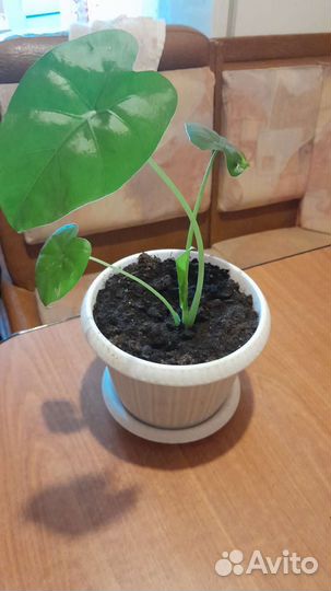 Комнатные цветы