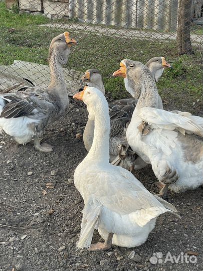 Гуси халмогорские