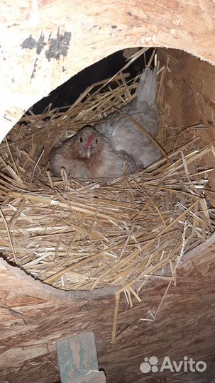 Куры несушки