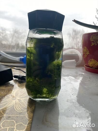 Водоросли для аквариума