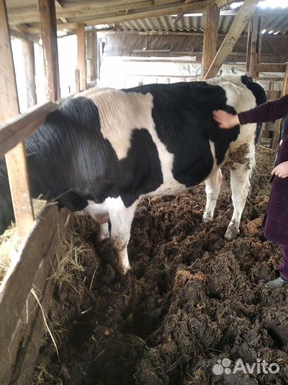 Бык на племя