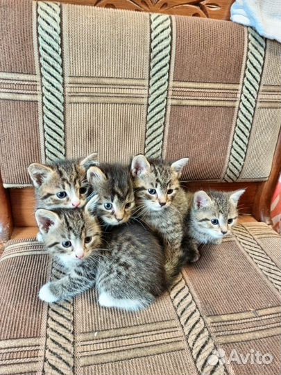 Отдам в хорошие руки котенка