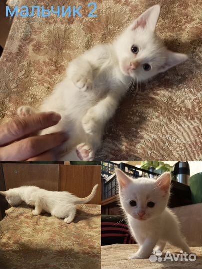 Котята в добрые руки