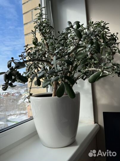 Толстянка 80см, в горшке с автополивом Lechuza