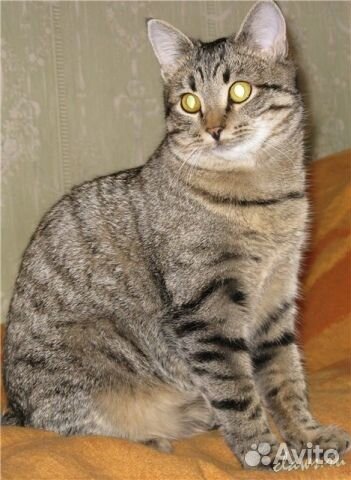 Крупный кот