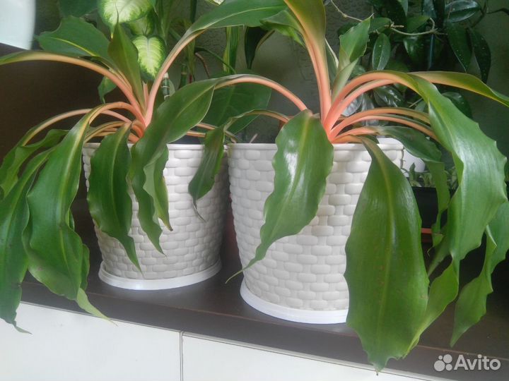 Комнатные растения 2