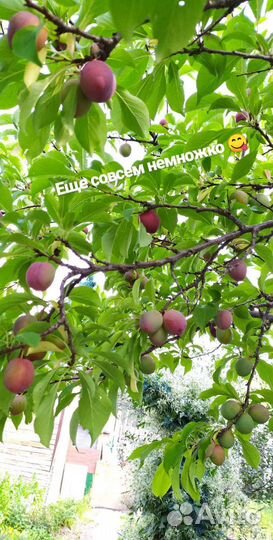 Саженцы сливы