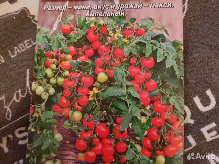 Комнатный томат 