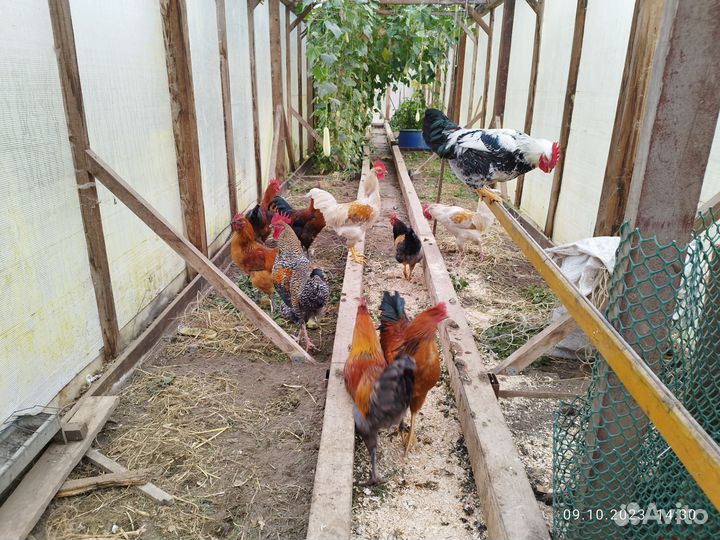 Продам молодых петухов