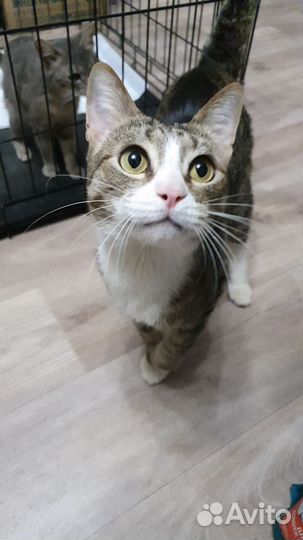Кошки