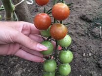 Овощи домашние помидоры зелень