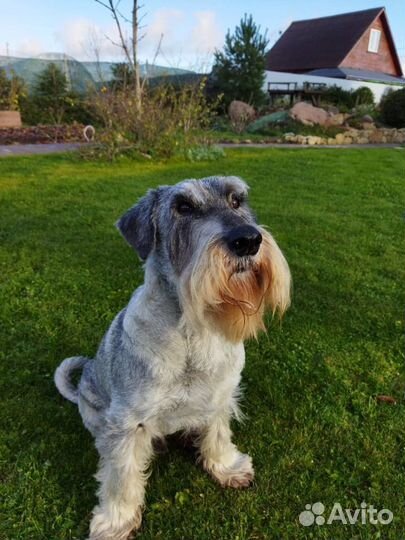 Миттельшнауцер Жордин, 10 лет,в ответственные руки