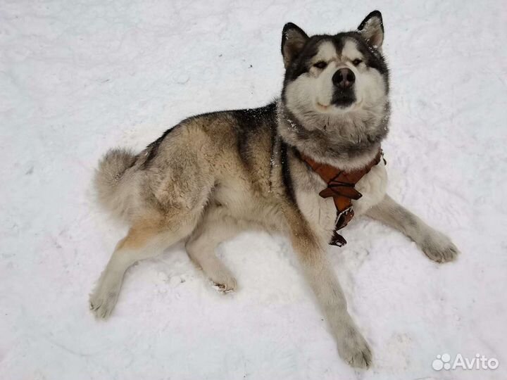Щенки аляскисы