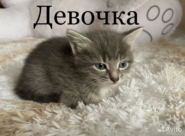Кошка домашняя