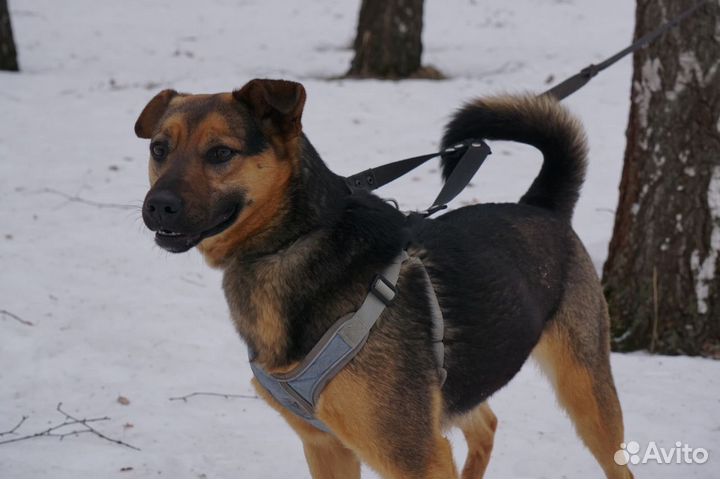 Собака в добрые руки