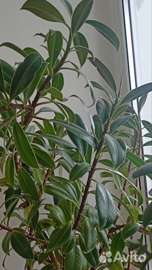 Фикус Бендж.(Эстер,Даниель, Кинки),Эластика Мелани