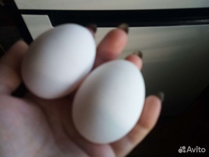 Бальзамины цикос колеусы чеснок яйцо