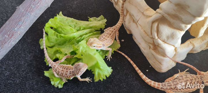 Бородатая агама