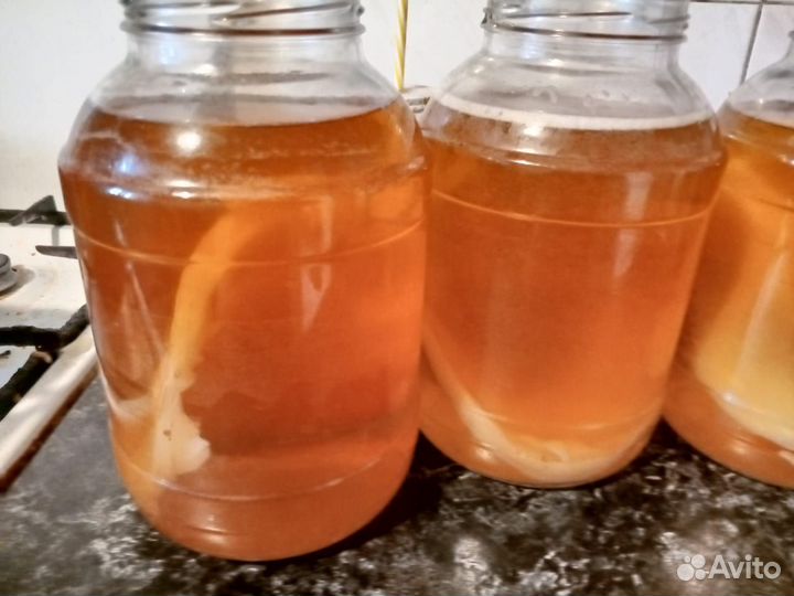 Чайный гриб