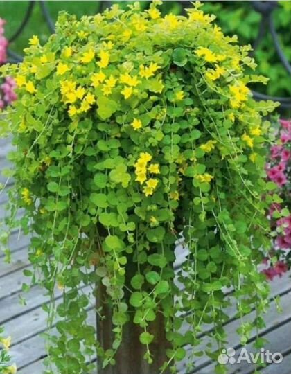 Лизимахия ампельная (вербейник монетчатый)