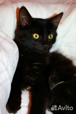 Черный котенок в добрые руки объявление продам