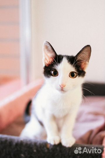 Девочка 4 мес в дар