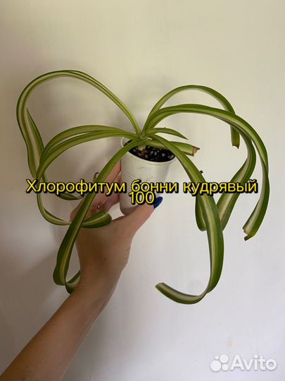 Комнатные цветы