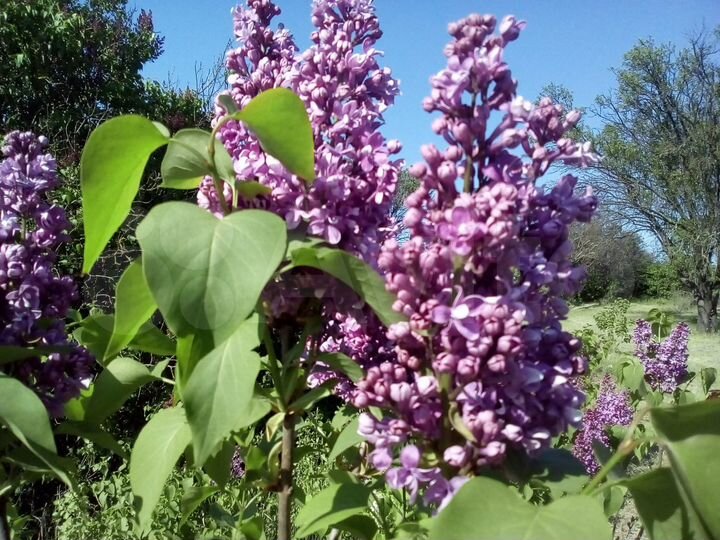 Участок 8,5 сот. (ИЖС)