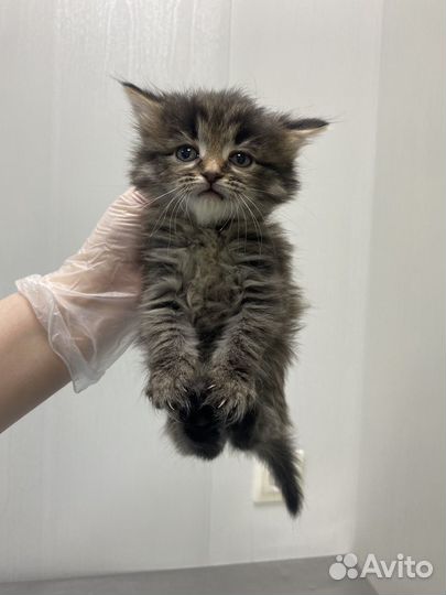 Пушистые котята