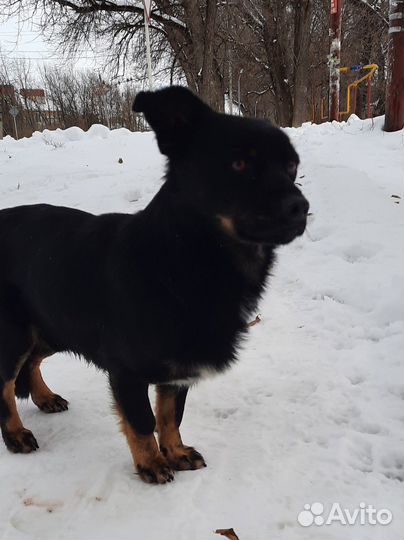 Маленький пёсик в добрые руки