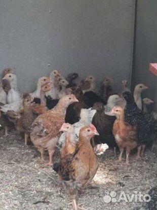 Куры подрощенные домашние