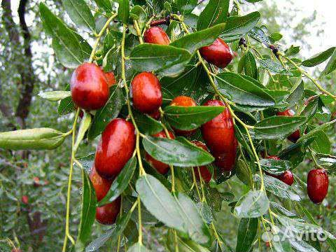 Унаби, зизифус, финик китайский