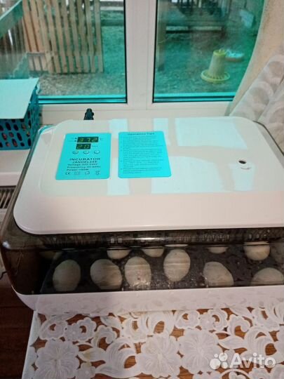 Инкубационное яйцо мускусной утки