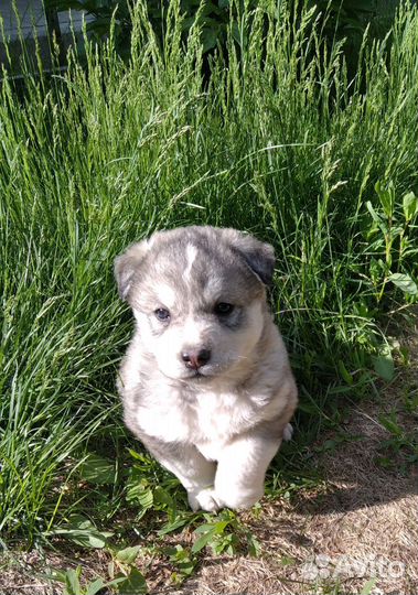 Сибирский хаски