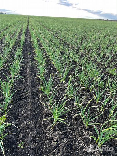 Чеснок на посадку Любаша