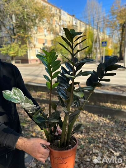 Замиокулькас super нова чёрный