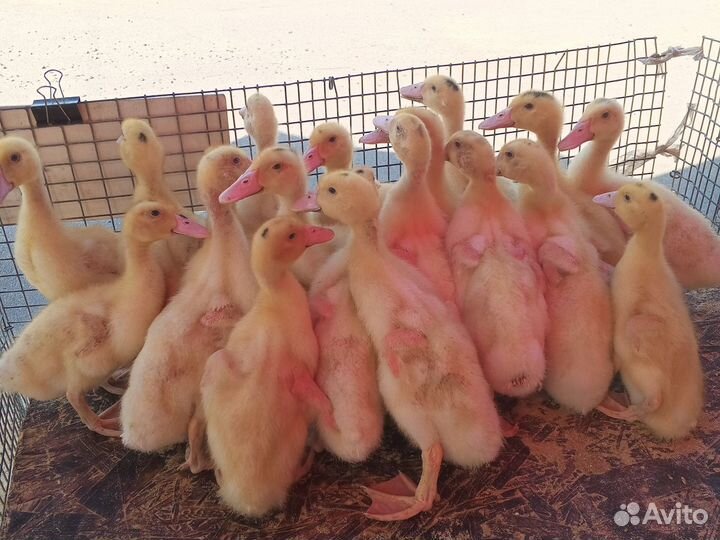 Утята подрощеные SK 6