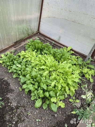 Свежая зелень