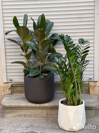 Фикус эластика робуста