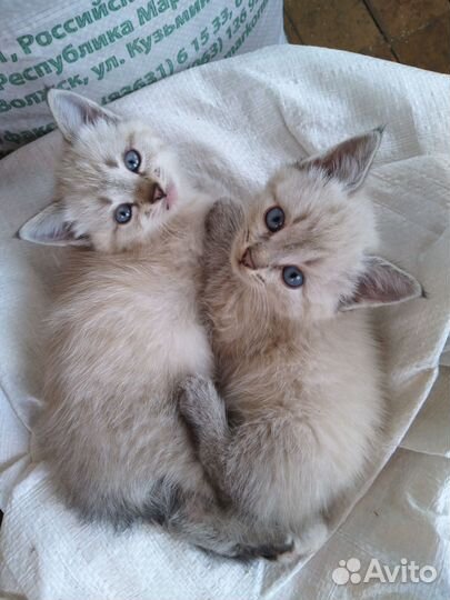 Котята